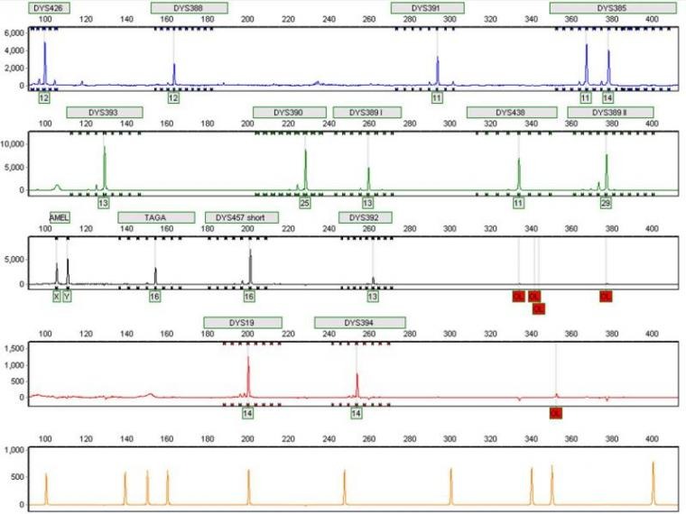 Y-Chromosome STR "multiplex" profile used for human genealogical testing at the UAGC; viewed using GeneMarker 1.85software (by SoftGenetics LLC)